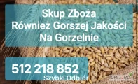 Kupię zboże gorszej jakosci niepełnowartościowe z zapachem,porażone.zanieczyszczone Szybki odbiór gotówka po załadunku Fv. 512 218...