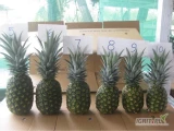 ANANAS  pierwsza klasa z Ghana
