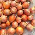 Yellow Onion for sale, message us on WhatsApp for easy communication. +45 65 74 64 64