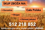 Kupię pszenice rzepak pszenżyto żytoRównież kupujemy Zboże gorszej jakości na pelet gorzelnie płatność po załadunku 512 218 852