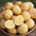 Fresh yellow potatoes for sale, please message us on WhatsApp for easy communication. +45 65 74 64 64