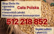 Kupię zboże z robakiem mokre Smulka Śnieć zanieczyszczone gorszej jakosci płatność po załadunku szybko odbiór 512 218 852