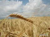 BHZ Agromat kupi zboża ekologiczne oraz w konwersji  (żyto, pszenżyto, pszenica, owies, orkisz, płaskurka, samopsza itd) oraz...