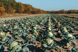 Ministerstwo planuje maksymalne sumy ubezpieczeń rolnych na 2025 rok. Jakiej wysokości?