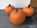 Witam sprzedam około 10 ton dyni halloween ładnie wybarwiona zdrowa cena do uzgodnienia 