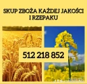 Kupię zboże gorszej jakosci niepełnowartościowe z zapachem,porażone.zanieczyszczone Szybki odbiór gotówka po załadunku Fv. 512 218...