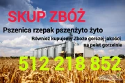 Kupię zboże gorszej jakosci niepełnowartościowe z zapachem,porażone.zanieczyszczone Szybki odbiór gotówka po załadunku Fv. 512 218...