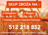 Kupię Zboże każdej jakości pszenica rzepak pszenżyto żyto jęczmień. Odbiór z gospodarstwa. Szybka płatność i odbiór zapraszamy...