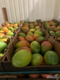 Witam, mam do sprzedania mango keitt 7/8, opakowanie 4kg