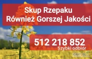 Kupię rzepak również zanieczyszczony gorszej jakosci szybki odbiór i płatność po załadunku 
