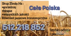 Kupię zboża  gorszej jakości  i paszowe niepełnowartościowe, porażone porośnięte z zapachem. Szybki odbiór -płatność  512 218...