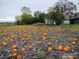 Witam. Posiadam na sprzedaż ok. 12t. dyni halloweenowej YELLOWBOYS, ładnie wybarwionej, oraz ok 5t. dyni BAMBINO. Dynia uprawiana bez...