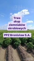 Przedsiębiorstwo Przemysłu Ziemniaczanego Bronisław S.A. prowadzi skup ziemniaków skrobiowych. Bez kolejek, bez pośredników, szybkie...