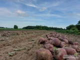 Witam, sprzedam buraczka czerwonego. Bez parcha. Ilości tirowe preferuje luz. 883936005.  Kopane na bieżąco pod zamówienie. Dostępne...