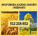 Kupię zboże gorszej jakosci niepełnowartościowe z zapachem,porażone.zanieczyszczone Szybki odbiór gotówka po załadunku Fv.  512 218...