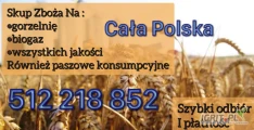 Kupię zboże gorszej jakosci niepełnowartościowe z zapachem,porażone.zanieczyszczone Szybki odbiór gotówka po załadunku Fv. 512 218...