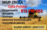 Kupię zboże gorszej jakosci niepełnowartościowe z zapachem,porażone.zanieczyszczone Szybki odbiór gotówka po załadunku Fv. 512 218...