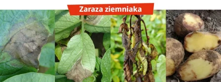 Zaraza i alternarioza ziemniaka – przygotuj się – ważne choroby okresu wegetacji i przechowywania ziemniaków nadchodzą!