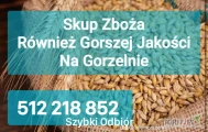 Kupię zboże gorszej jakosci niepełnowartościowe z zapachem,porażone.zanieczyszczone Szybki odbiór gotówka po załadunku Fv. 512 218...