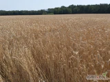 Sprzedam Pszenżyto ok. 10 ton .Gotówka . Faktura Vat .