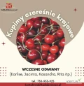 Kupimy w nasze opakowanie czereśnię polską wczesne odmiany. 