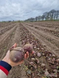 Na sprzedaż buraczek czerwony odmiana wodan Towar zdrowy 
