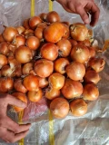 Fresh onions for sale, contact for more details WhatsApp +45 65-746-464