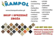    Kupię:  Proso, Len, Słonecznik, Soję, Grykę, Groch, Peluszkę, Łubin, Kminek, Fasolę, Koniczynę, Kolendrę, Ostropest, Pestkę...