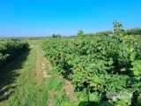 Sadzonki malin margariffa i mapefa, zdrowa plantacja!