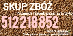 Kupię pszenice rzepak pszenżyto żytoRównież kupujemy Zboże gorszej jakości na pelet gorzelnie płatność po załadunku 512 218 852