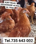 Sprzedam Kurki Nioski Odchowane 6 tyg 8tyg 10tyg 12tyg 16 tygRasa Lohman Brown oraz Rossa Rasa typowo nieśna 
