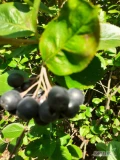 Aronia, Borówka Amerykańska - Zrywane Ręcznie (0 nawozów!)
