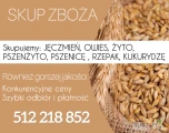 Skup Zbóż Pszenica, Rzepak, Kukurydza, Kontraktacje, TRANSPORT
