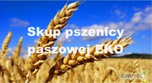 Kupię duże ilości pszenicy paszowej EKO ekologicznej z nowych zbiorów. Żniwa 2024. Po więcej informacji zapraszam do kontaktu.