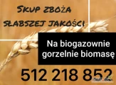 Kupię zboże słabszej jakości i paszowe konsumpcyjne na biogaz i gorzelnię najlepsze ceny ,  biomasę rzepak kukurydza pszenica żyto...