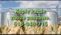 Skup zboża paszowego owies pszenica żyto jęczmień mieszanka pszenżyto, kupie zboże niepełnowartościowe z przeznaczeniem na...