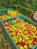 Witam. Sprzedam duże ilości jabłka ekologicznego BIO niemieckiego prosto od producenta. Bardzo wysoka jakość. Zapraszam do kontaktu 