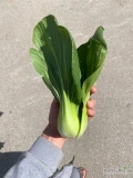 Sprzedam Pak choi, pakowany 10x2 flowpack lub na kg.