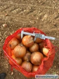 Fresh Onions For Sale, Contact For More Details WhatsApp +45 65-746-464