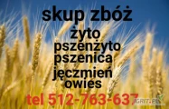 Kupię zboża: Żyto, pszenżyto, pszenicę, owies, jęczmień, oraz zboża z przeznaczeniem na gorzelnie, więcej informacji pod numerem...