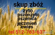 Skup zbóż: żyto, pszenżyto, pszenica, owies, jęczmień, mieszanki oraz zboża z przeznaczeniem na gorzelnię, odbiór od gospodarstw...