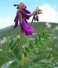 Kupie korzeń siekiernicy ( Hedysarum alpinum)