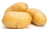 Fresh Golden Yellow Potatoes ,Organic Fresh Potatoes High Quality White potato
