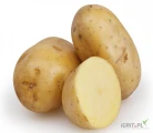 Fresh  Yellow Potatoes ,Organic Fresh Potatoes High Quality potato good for French Fries
