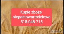 Skup zboża paszowego zanieczyszczone wilgotne niepełnowartościowe z zapachem z robakiem. Odbiór z gospodarstwa. Płatne w dniu...