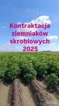 PPZ Bronisław S.A. zaprasza plantatorów ziemniaków skrobiowych do podjęcia współpracy na rok 2025! Deklaracja do pobrania na stronie...