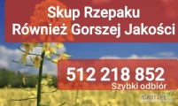 Kupię rzepak również zanieczyszczony gorszej jakosci szybki odbiór i płatność po załadunku 
