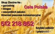 Kupię rzepak  również  słabszej jakości   Biały zagotowany że szkodnikami szybka płatność 512218852