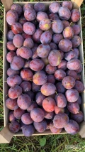 We specialize in cultivating premium grapes, plums, and apricots, lovingly grown in rich soil and sunshine. Our fruits are hand-picked at...