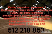 Kupię  pszenżyto pszenice paszową i konsupcyjną duże ilości jesteśmy na rynku od 1999 Również poszukujemy pośredników kupimy...